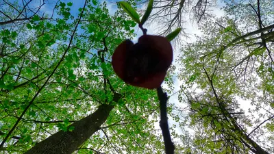 Chapman State Park Apr 14, 2017, 9-053 sharing, near Potomac Heights