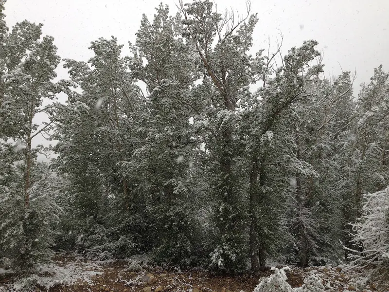 08 35 20 Snow in June on Poplars with summer foliage at the Thomas Canyon Campground in Lamoille Canyon,…