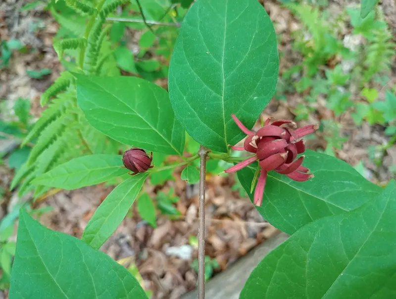 Calycanthus floridus - Bent Creek