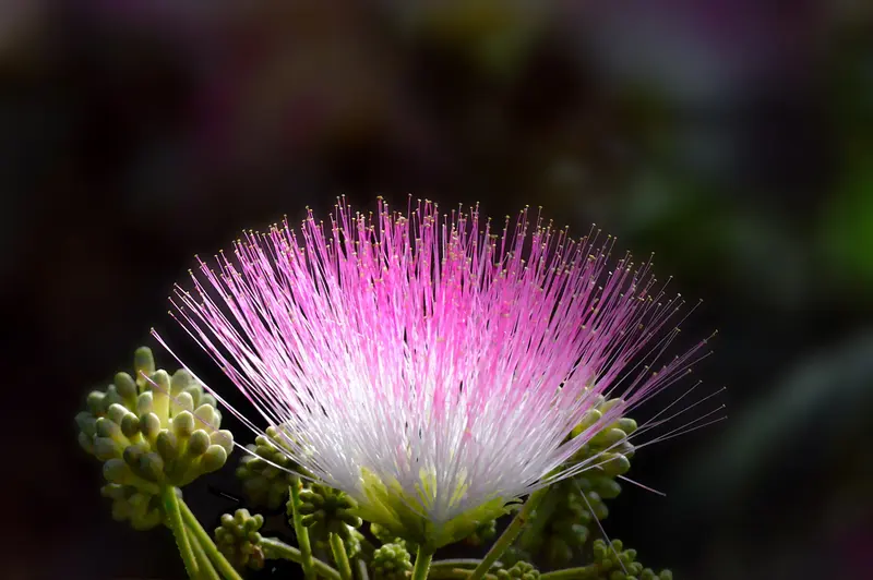 Mimosa Flower in Rural Louisiana, near Blanchard