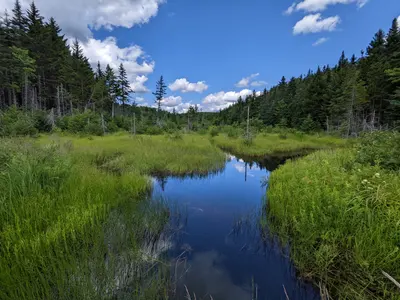Photo: usfs_Eastern_Region / Public domain, via Wikimedia Commons