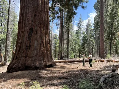 Photo: Forest Service Photography / Public domain, via Wikimedia Commons