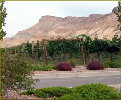 Vineyard Below Mt. Garfield, Palisade, CO