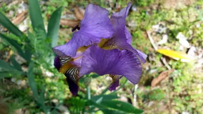 Purple Iris Hillsborough NC 110133
