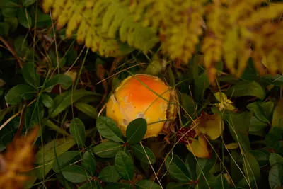 Photo: usfs_Eastern_Region / Public domain, via Wikimedia Commons