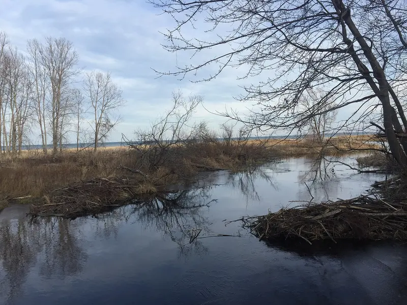 Winter vegetation, Bay City Recreation Area, about 0.8 km from Bay City State Park Campgrounds