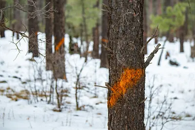 20181206 FS APACHE SITGREAVES LSC, near Pinetop-Lakeside