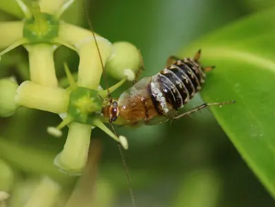 Photo: This image is created by user Luc Verhelst at Observation.org , a global biodiversity recording project. / CC BY-SA 3.0, via Wikimedia Commons