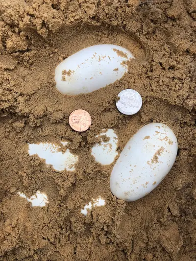 Southern Pine Snake eggs, near Carrollwood Village