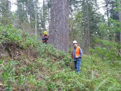 Photo: R6, State & Private Forestry, Forest Health Protection / Public domain, via Wikimedia Commons