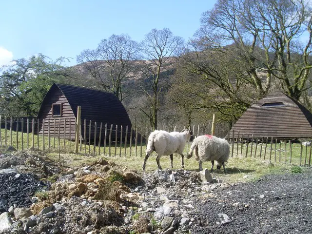 Sheep and Beinglas Campsite