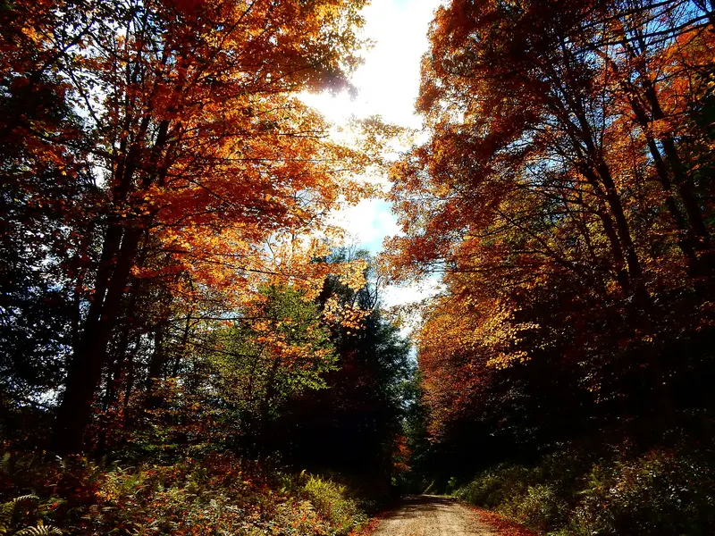 Photo: usfs_Eastern_Region / Public domain, via Wikimedia Commons