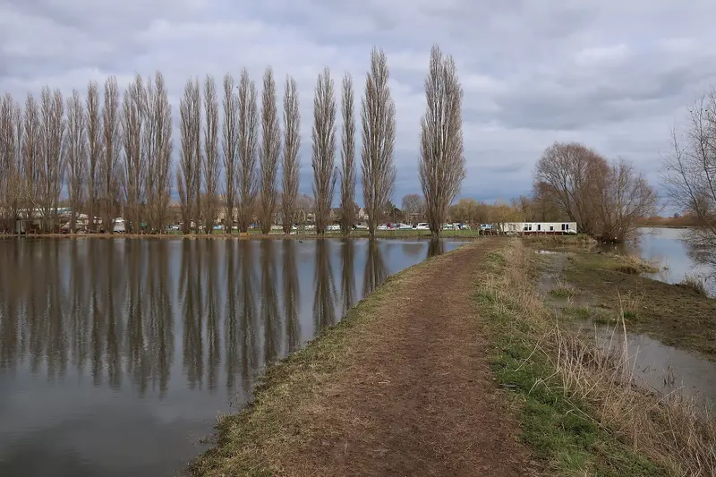 Photo: Hugh Venables / CC BY-SA 2.0, via Wikimedia Commons Poplars by Westview Marina
