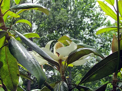 White Magnolia Hillsborough NC