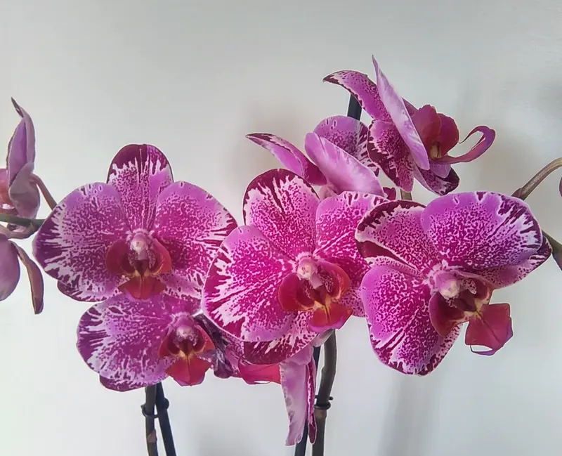 Phalaenopsis, about 0.6 km from Aire de Camping-Car de Colombiers