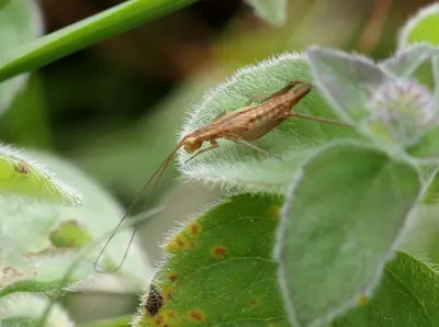 Photo: This image is created by user Luc Verhelst at Observation.org , a global biodiversity recording project. / CC BY-SA 3.0, via Wikimedia Commons