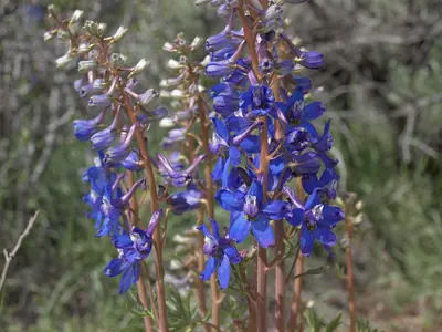 Anderson larkspur, Delphinium andersonii, near Gardnerville Ranchos