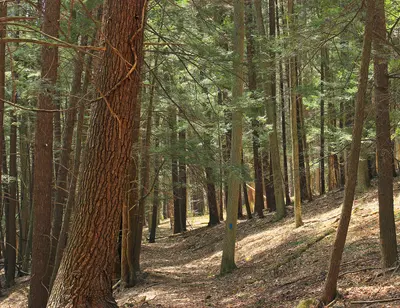 Photo: Nicholas A. Tonelli from Northeast Pennsylvania, USA / CC BY 2.0, via Wikimedia Commons
