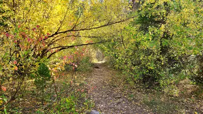 Photo: Intermountain Forest Service, USDA Region 4 Photography / Public domain, via Wikimedia Commons