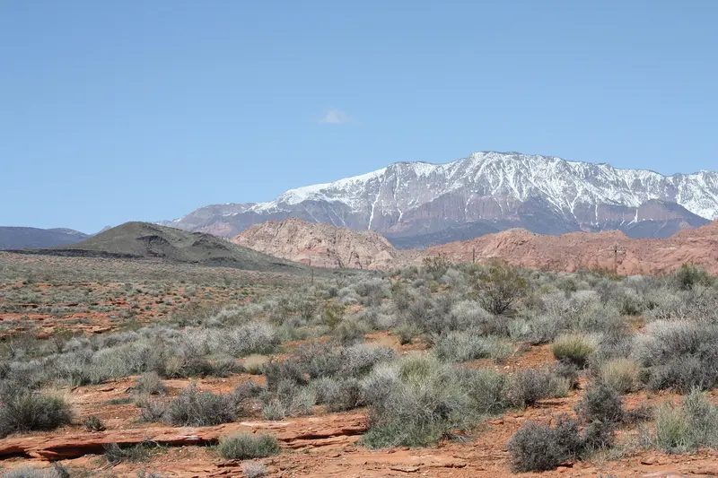 Photo: Steve Montgomery / CC BY-SA 3.0, via Wikimedia Commons