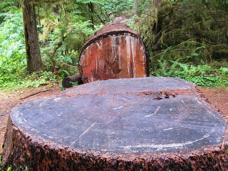 Photo: brewbooks from near Seattle, USA / CC BY-SA 2.0, via Wikimedia Commons