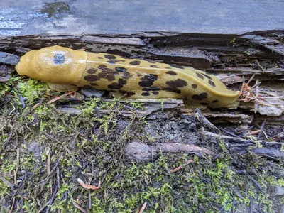 Photo: PunkToad / CC BY 2.0, via Wikimedia Commons
