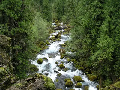 Photo: U.S. Forest Service- Pacific Northwest Region / Public domain, via Wikimedia Commons
