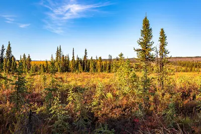 Photo: BLM Alaska / CC BY 2.0, via Wikimedia Commons