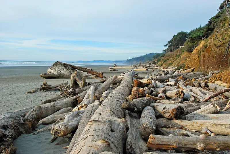 Large driftwood beach logs kalaloch campground beach d archuleta