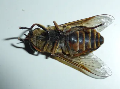 Photo: Totodu74 / CC BY-SA 3.0, via Wikimedia Commons