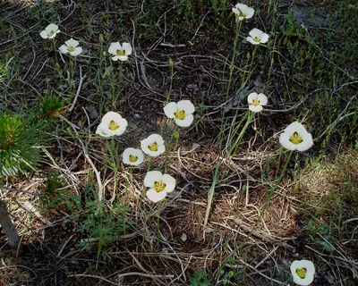 Photo: Tom Hilton / CC BY 2.0, via Wikimedia Commons