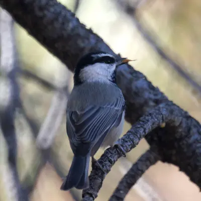 Photo: Mike's Birds from Riverside, CA, US / CC BY-SA 2.0, via Wikimedia Commons